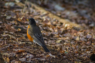 closeup view of a bird in nature