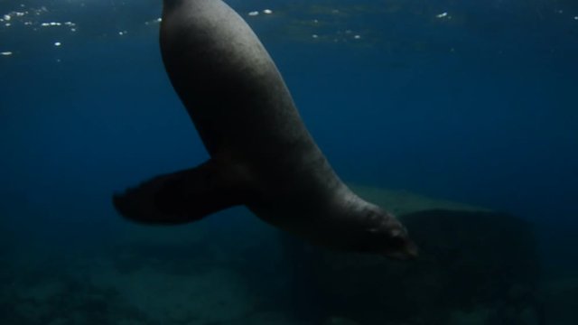 Californian sea lion (Zalophus californianus) swimming and playing in the reefs of los islotes in Espiritu Santo island at La paz,. Baja California Sur,Mexico.