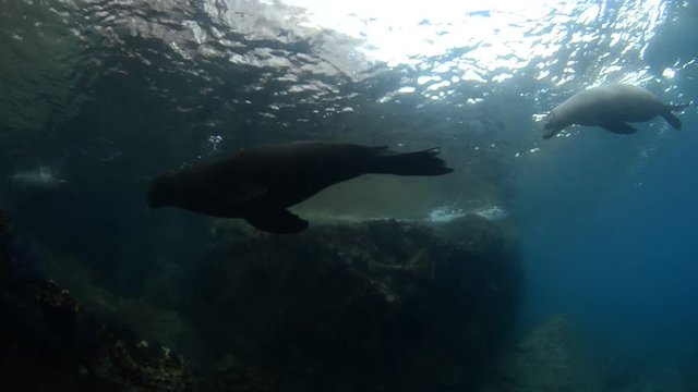 Californian sea lion (Zalophus californianus) swimming and playing in the reefs of los islotes in Espiritu Santo island at La paz,. Baja California Sur,Mexico.