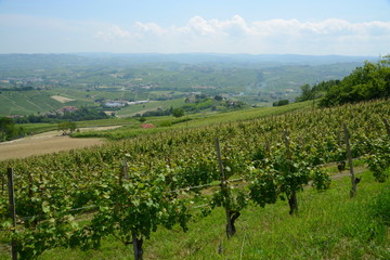 Fototapeta na wymiar イタリア、ワインの里ピエモンテの風景