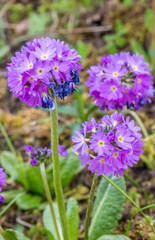 Kugelprimel, Primula denticulata