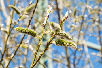 Salix beim blühen im Frühling