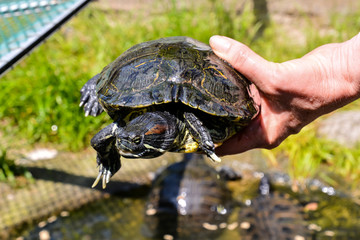 Common turtle Slider Trachemys scripta