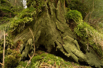 Base de tronco de árbol cubierto de musgo.