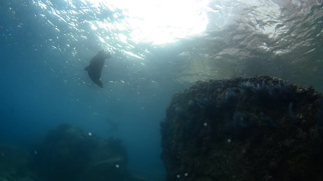 Californian sea lion (Zalophus californianus) swimming and playing in the reefs of los islotes in Espiritu Santo island at La paz,. Baja California Sur,Mexico.