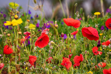 Mohnblumen, Kornblumen, Blumenfeld