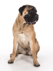 Obraz premium Bullmastiff