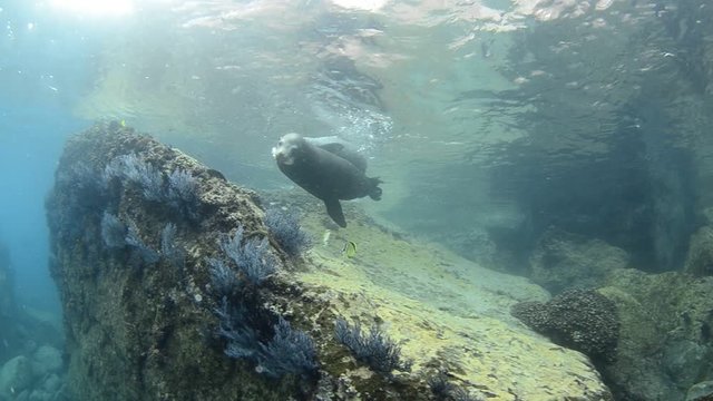 Californian sea lion (Zalophus californianus) swimming and playing in the reefs of los islotes in Espiritu Santo island at La paz,. Baja California Sur,Mexico.