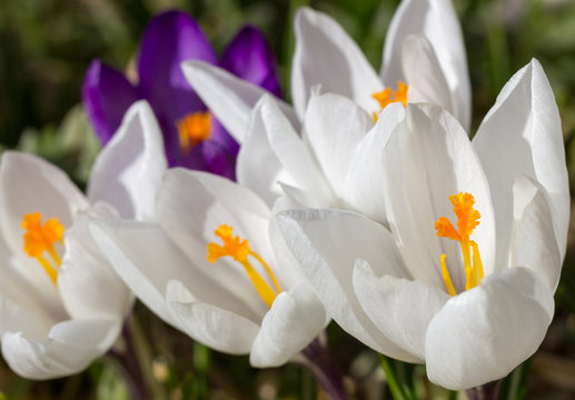 Spring flowers are blooming.