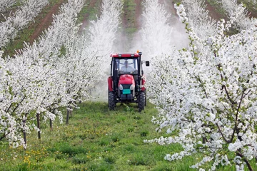 Foto op Plexiglas tractor sprays insecticide in cherry orchard agriculture © goce risteski