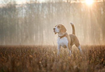 Beagle dog on a walk in the fog