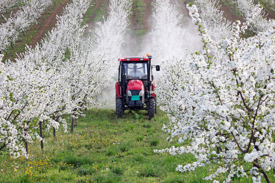 tractor sprays insecticide in cherry orchard agriculture