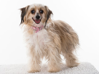 Chinese Crested 