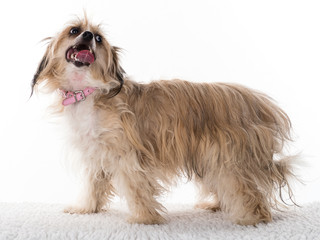 Chinese Crested 