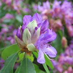 Rhododendron, purple flowering, large-sized shrub blossoms in spring