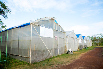 Greenhouse in a farm thailand
