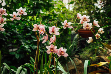 Orchid flower in tropical garden.Orchids.Floral background