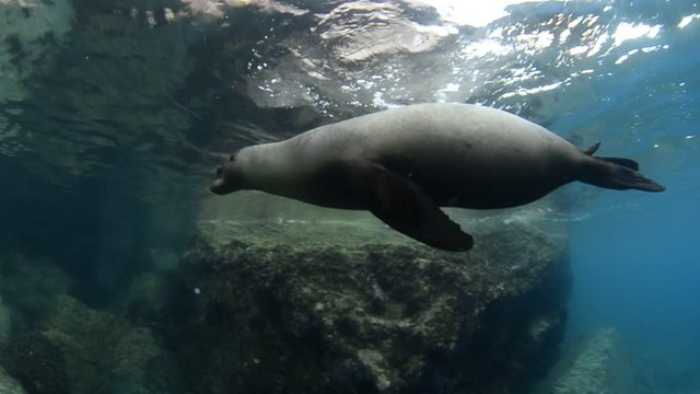 Californian sea lion (Zalophus californianus) swimming and playing in the reefs of los islotes in Espiritu Santo island at La paz,. Baja California Sur,Mexico.