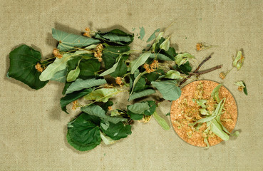 Fototapeta na wymiar Linden. Dry plants. Herbal medicine, phytotherapy medicinal herbs.