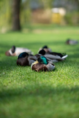 Duck and friends in town Steinhagen, Germany