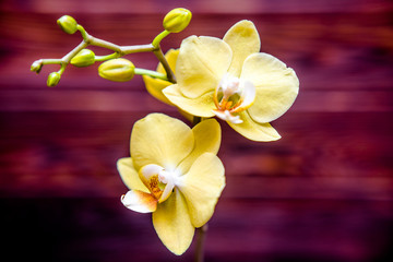 Naklejka na ściany i meble Branch of a yellow orchid on a brown wooden background 