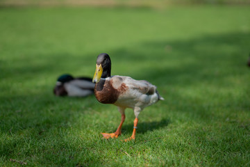 Duck and friends in town Steinhagen, Germany