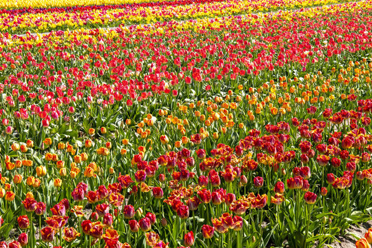 Pointe de la Torche. Culture de tulipes multicolores. Finistère, Bretagne.  France