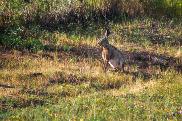 Hare in the natural environment