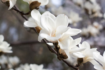 Branch with blossoming white magnolia flowers close up