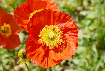 満開のポピーの花