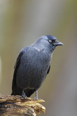 Single Eurasian Jackdaw bird on a tree branch during a spring nesting period