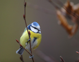 Single Blue tit bird on a tree branch during a spring nesting period © Art Media Factory