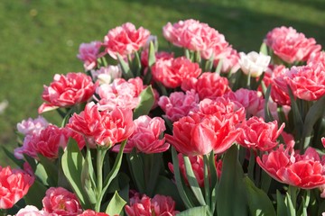 wiosenne czerwono różowe tulipany