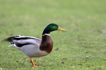 Naklejka na ściany i meble Single male Mallard Duck bird on sandy wetlands during a spring nesting period
