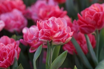 różowe postrzępione tulipany z rozmazanym tłem