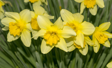 Obraz na płótnie Canvas Yellow flowers in early spring day.