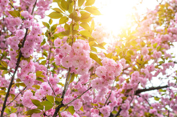 Sakura flowers on a tree.