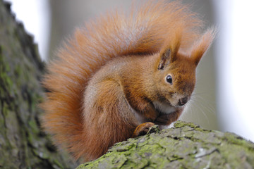 Single Red Squirrel on a tree branch in Poland forest during a spring period