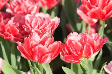 Obraz premium różowe tulipany 