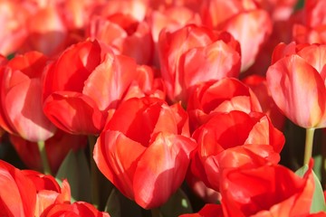 tło z czerwonymi tulipanami - obrazy, fototapety, plakaty