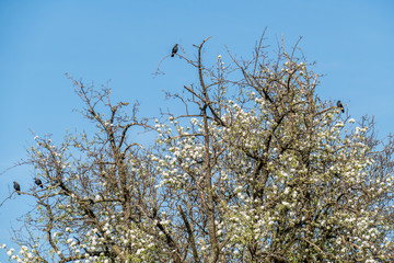 Krähen auf blühendem Obstbaum