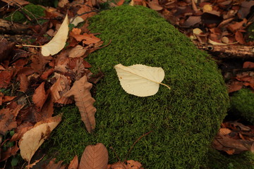 落ち葉　Fallen leaves