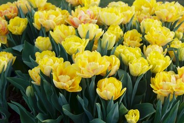Obraz premium wiosenny dywan z żółtych tulipanów