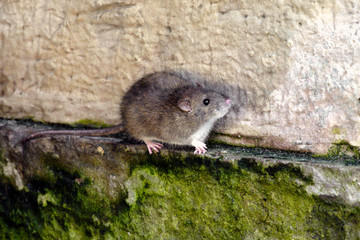 Single Brown Rat at a city park pond during winter period