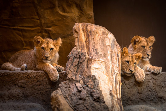 Three cute baby lions portrait