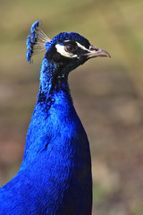 Obraz premium Single Indian Peafowl bird in a park during early spring nesting period