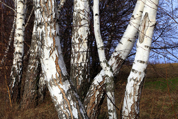 Fototapeta premium Birch trees thicket spring season landscape of Podkarpacie region in south eastern Poland