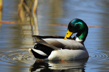 Single male Mallard Duck bird swimming on water wetlands during a spring nesting period