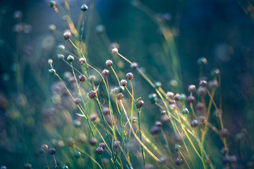 Fototapeta na wymiar flax field in the evening sun