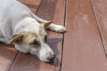 white and orange Thai dog is sleeping on brown wooden floor with some sunshine